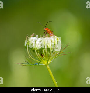 Gemeinsame rot Soldat Käfer auf einer Blume Stockfoto