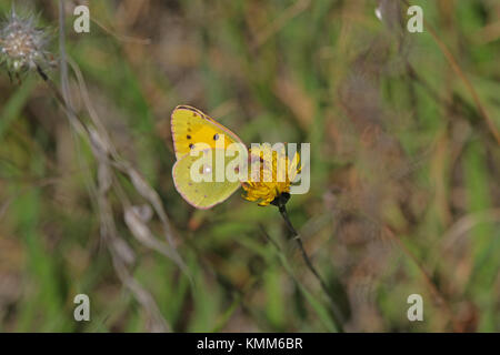 Männliche blass getrübt gelben Schmetterling lateinischer Name Colias hyale aus der pieridae Familie auf ein prickelndes Gänsedistel Blüte im Herbst oder fallen in Italien Stockfoto