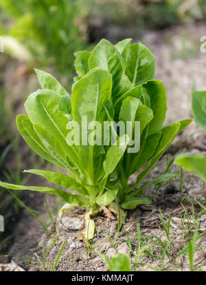 Frischen Kopfsalat in Farm Stockfoto