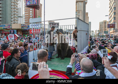 Benidorm neue Stadt britische Fancy Dress day Captive tanzen Bär im Käfig Stockfoto