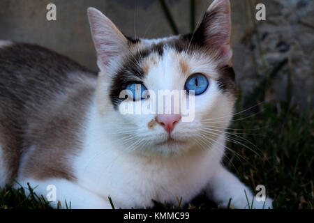 Blaue Augen Calico erwachsene Katze Festlegung auf grünem Gras und aufwärmen in der Sonne Stockfoto