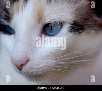 Blaue Augen Calico erwachsene Katze Festlegung auf grünem Gras und aufwärmen in der Sonne Stockfoto