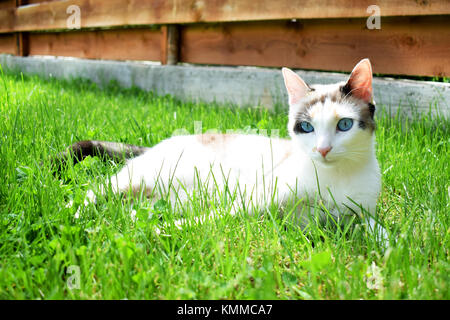 Blaue Augen Calico erwachsene Katze Festlegung auf grünem Gras und aufwärmen in der Sonne Stockfoto