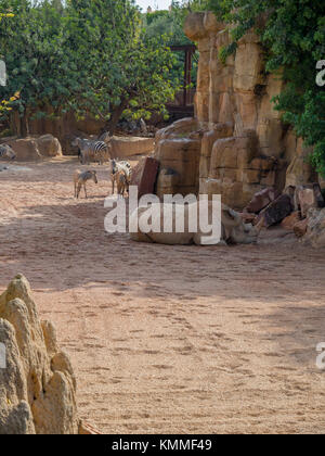 Südliches Breitmaulnashorn (Rhinocerotidae))) und Grants Zebra (Equus burchelli boehmi) innerhalb der Afrikanischen Savanne Gehäuse des Bioparc Valencia Stockfoto