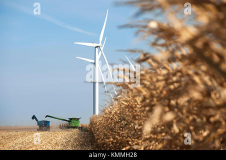 Mähdrescher ERNTEN VON MAIS AUF EINEM BAUERNHOF DER FAMILIE MIT WINDMÜHLEN IN DER FERNE IN DER NÄHE VON GRAND Meadow, Minnesota Stockfoto