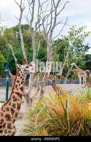 Giraffe Beweidung auf die Blätter von Bäumen im Zoo von Dublin, Irland Stockfoto