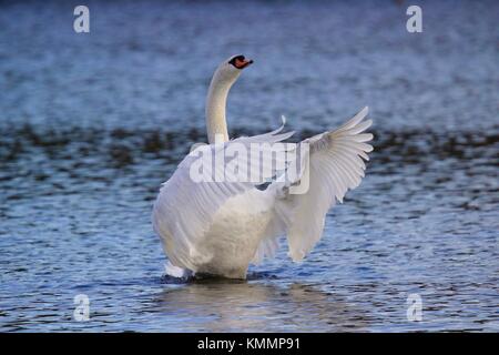 Ein Regal Höckerschwan Cygnus olor seine Flügel auf einem blauen See im Winter Stockfoto