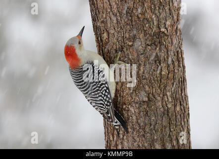 Eine weibliche Red bellied Woodpecker hocken auf einem Baumstamm in einem Winter Schnee Sturm Stockfoto