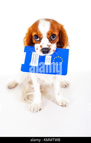 Hund mit Pet Passport einwandern oder Bereit für einen Urlaub. King Charles Spaniel tragen Tier-id Pass. Hund pass Konzept auf weißem Hintergrund. Cavalier spaniel studio Foto Illustration. Stockfoto