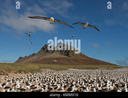 Schwarz der tiefsten Albatross im Flug über Kolonie, Kirchturm jason Island, Falkland Inseln Stockfoto