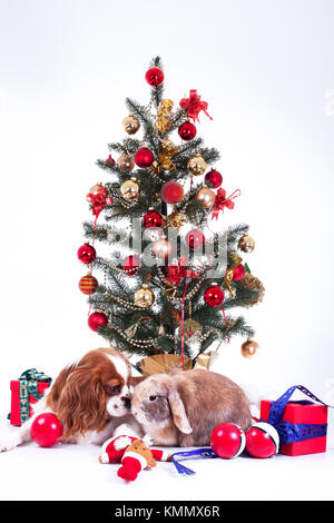 Hund mit Weihnachtsbaum. Tier-pet Süße Weihnachten Foto. Studio Foto mit niedlichen Hündchen in der Nähe der Weihnachtsbaum. Stockfoto