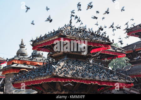 Tauben throng einen Tempel in Durbar Square, Kathmandu, Nepal Stockfoto