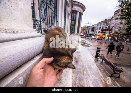 Hand berühren Istanbul heimatlose Katze auf der Ecke einer Marmor Mauer in Istanbul, Türkei. 17. April 2017 Stockfoto