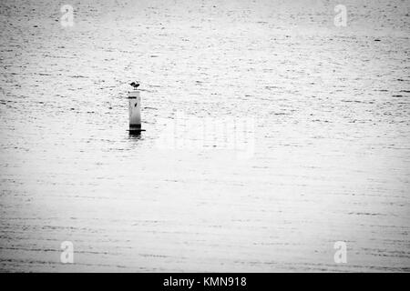 Eine Möwe auf eine Boje in Pohick Zurück in der Nähe von Mason Neck, Virginia sitzen. Stockfoto