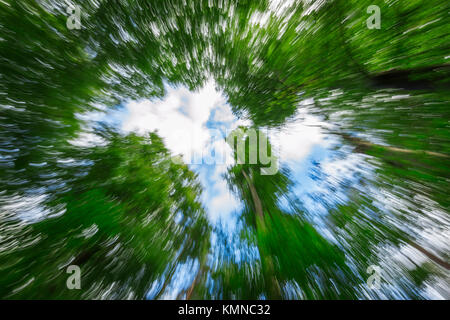 Lange Belichtung von unten nach oben in den Baumkronen vor blauer Himmel mit weißen Wolken und Kamera - Brennweite gezeichnet. Stockfoto