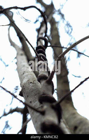 Ein Wald in Riva del Garda - Italien Stockfoto