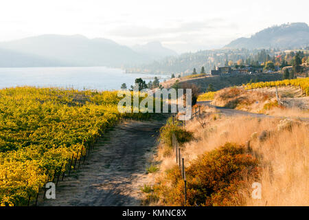 Herbst Farben in einer Traube Weinberg mit Blick auf Skaha Lake im Okanagan Valley und Kaleden zwischen Penticton, British Columbia, Kanada. Stockfoto