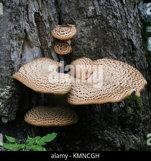 Die dryaden Sattel oder der Fasan, Cerioporus squamosus zurück Stockfoto