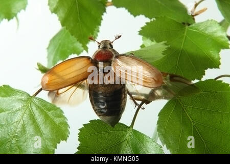 Mai - Bug auf einen Ast. Stockfoto