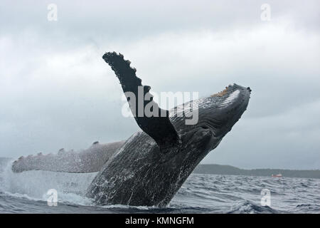 Buckelwal, Megaptera novaeangliae, Tonga, Vava'u Insel. Wal springen. Verstoß gegen Wal. Stockfoto