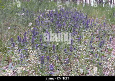 Ständigen bugle blaue Blumen Glade Stockfoto