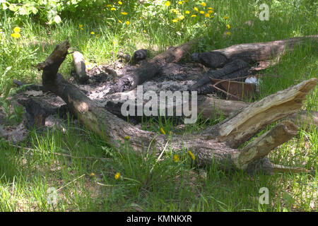 Gelöscht großes Lagerfeuer, gebaut von Zweigniederlassungen und ganze Stämme der Eiche Stockfoto