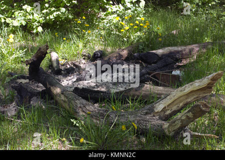 Gelöscht riesige Lagerfeuer von Zweigniederlassungen und ganze Stämme der Eiche, im Wald Stockfoto