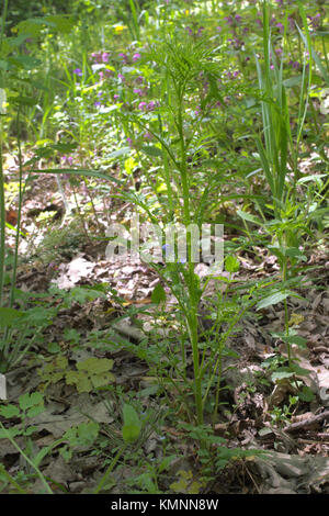 Wald Mischung aus Blumen und Kräutern, in Laubwald wachsen Stockfoto