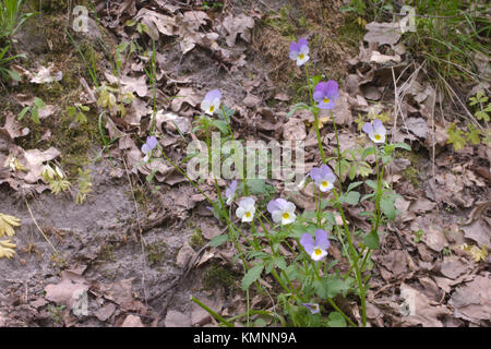 Cluster von Viola tricolor auf sandigen Abhang, mit trockenem Eichenholz Blättern bedeckt Stockfoto