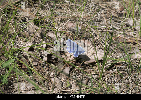 Polyommatus amandus Blau männlich Schmetterling mit offenen hellen blauen Flügel Stockfoto