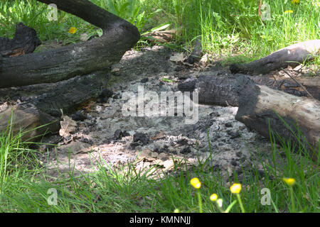 Gelöscht riesige Lagerfeuer von Zweigniederlassungen und ganze Stämme der Eiche, im Wald. Nahaufnahme Stockfoto