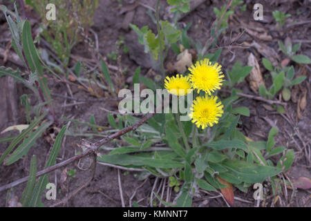 Hieracium pilosella, oder Maus - Ohr habichtskraut. Gelbe Wald Blüte mit langem Stiel und behaarte Blätter, wächst an der Basis der Anlage Stockfoto