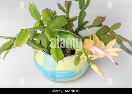 Blühende rosa Weihnachtskaktus schlumbergera in einem Topf auf weißem Hintergrund. Stockfoto