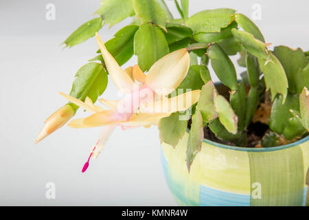 Blühende rosa Weihnachtskaktus schlumbergera in einem Topf auf weißem Hintergrund. Stockfoto