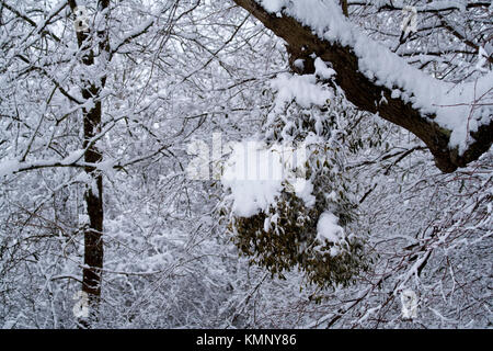 Frischer Schnee beladenen Mistel und Bäume in einem Winter christmasy Landschaft Bild mit Mistle toe (Viscum album) auf Host Baum im Vordergrund. Stockfoto