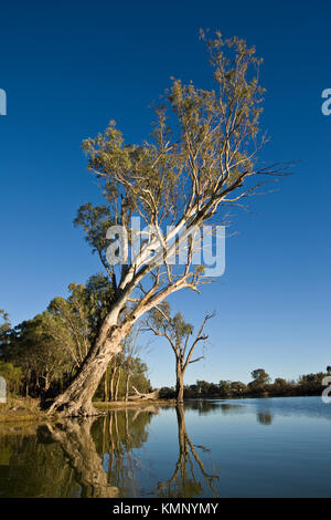 Eucalyptus camaldulensis., Baum hängen bleibt prekär über den Murray River in der Nähe von Mildura. Stockfoto