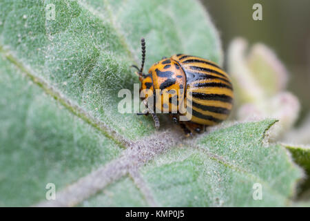 Kartoffelkäfer Fütterung auf eierfruchtblätter Stockfoto