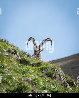 Schönen wilden Steinbock in der Schweiz Stockfoto