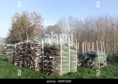 Nordmann Tannen in Dänemark für den Weihnachtsmarkt Stockfoto
