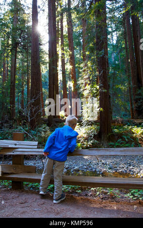 Ein junge Kollegen in einem Bach unter den riesigen Redwood Bäumen in Muir Woods National Monument in Mill Valley, Kalifornien. Stockfoto