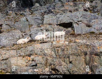 Cracky Schafe auf einem schmalen Pfad am Rande eines Berges in der Elan Valley ruht, Mid-Wales. Stockfoto