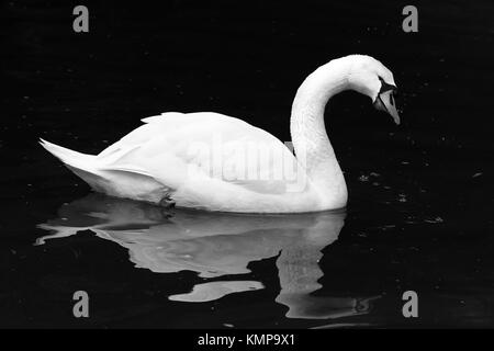 Schwarze und weiße geschossen von einem Schwan auf einem See. Stockfoto