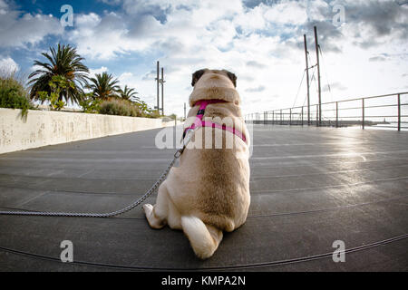 Ein Mops sitzend beobachtete die Wolken im Himmel. Stockfoto