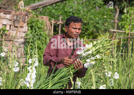 Drei Arbeiter zupfen gladiolus Blumen in seinem Feld am Shyampur Dorf Savar, Dhaka, Bangladesch. Stockfoto