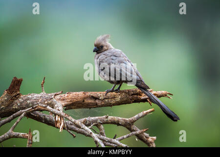 Go-away grauer Vogel im Krüger-Nationalpark, Südafrika; Art Corythaixoides Concolor Familie Musophagidae Stockfoto