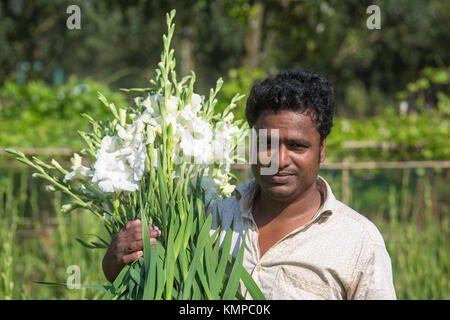 Drei Arbeiter zupfen gladiolus Blumen in seinem Feld am Shyampur Dorf Savar, Dhaka, Bangladesch. Stockfoto