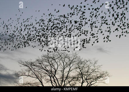 Ein spektakulärer Sonnenuntergang starling Flug, Erfassung und Gruppierungen, mit Silhouette Gruppen fliegen Beflockung, mumurate über Martin bloße Naturschutzgebiet bei Sonnenuntergang. Stare in Gruppe Migration, Silhouette, wirbelnden Formationsflug, Herden, Schwarm, wilde Vögel fliegen Formen als schätzungsweise 50 tausend Stare im Herbst Himmel. Das Geräusch oder Rattern mumuration zwischen der großen Zahl von Vögeln, wie sie fliegen, ist sehr intensiv und wird gedacht, Kommunikation als riesige Herden zu sein, die größte der letzten 12 Jahre gesehen, eine große Anzahl von Wildtieren Vogelbeobachter, Burscough, Großbritannien. Stockfoto