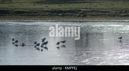 Wimbledon Village, London, UK. 9. Dezember, 2017. Schwere über Nacht Frost allmählich Aufzüge in der Wintersonne. Möwen stehen auf Eis bedeckt Wimbledon Common Teich mit Wanderern, die von blauen Himmel. Credit: Malcolm Park/Alamy Leben Nachrichten. Stockfoto