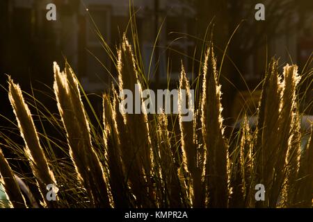 London, Großbritannien. 9. Dezember, 2017. Morgen Sonne scheint durch die Hey im Norden Londons in der sehr kalten Morgen in der Hauptstadt. Credit: Dinendra Haria/Alamy leben Nachrichten Stockfoto