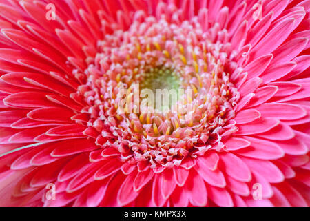 Close-up Mitte der Blume Rosa Gerbera. Stockfoto